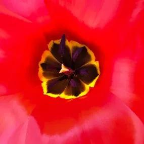 Madame Lefeber Red Emperor Tulip Bulbs (Tulipa fosteriana Madame Lefeber Red Emperor) 3